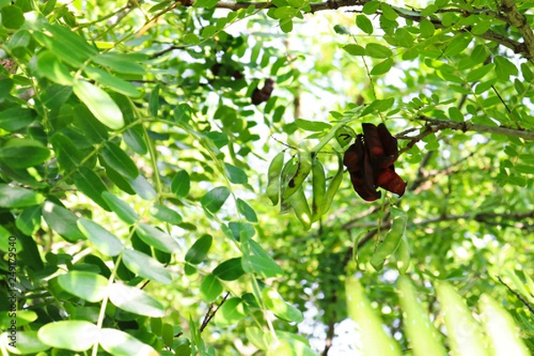 Obraz Tara tree with its pods