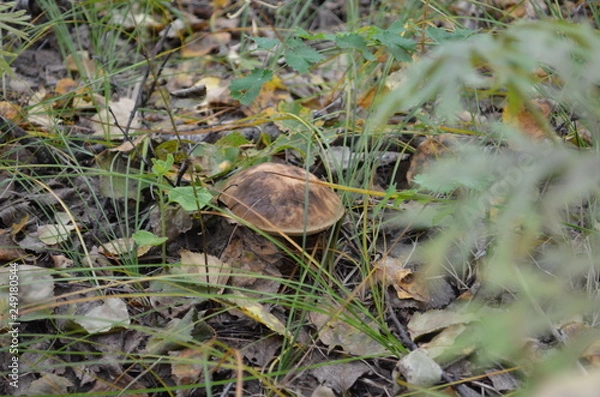 Fototapeta transbaikal territory