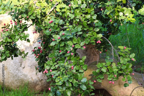 Obraz Chilean acorn tree