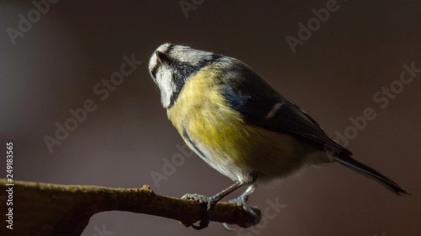 Obraz Oiseaux du Grésivaudan - Isère.
