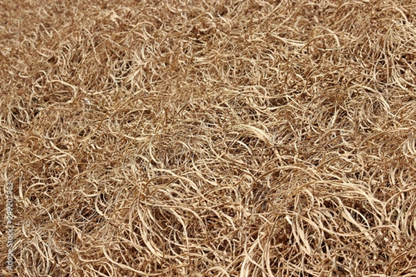 Fototapeta 겨울냇가주변 풀