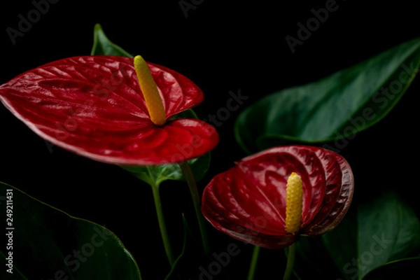 Obraz Anthurium orchids close-up on the black background