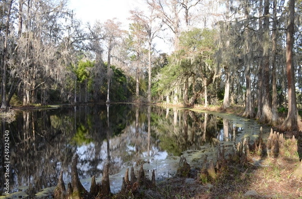 Fototapeta Reflection on the swamp