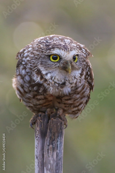 Fototapeta Burrowing Owl
