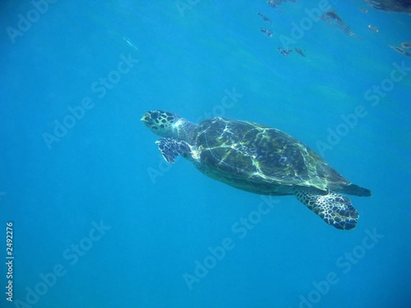 Fototapeta sea turtle