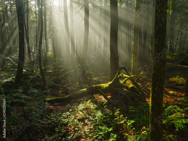 Obraz 雨上がりの朝の青木ヶ原樹海