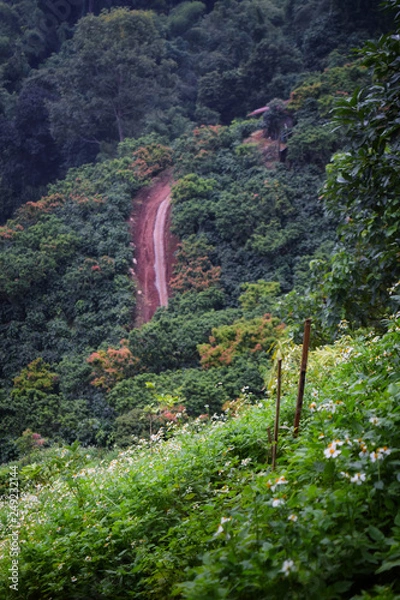 Obraz grass flower on mountain