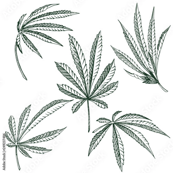 Fototapeta Vector Hemp plant illustrations set of 5 leaves of black and white cannabis isolated clip art
