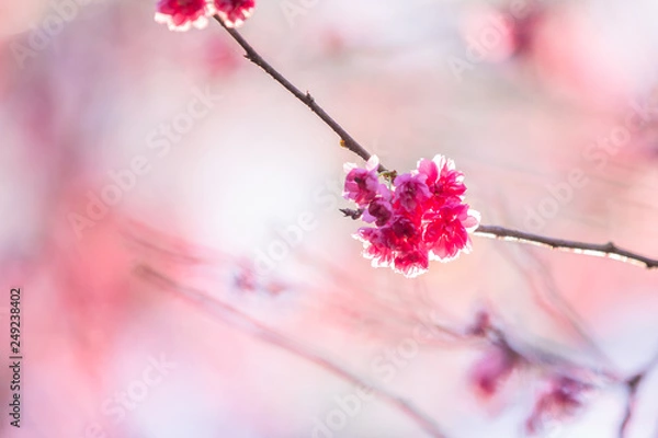 Obraz cherry blossoms