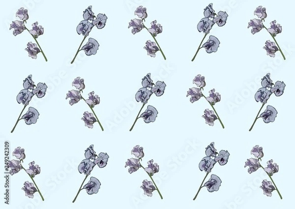 Obraz スイートピー