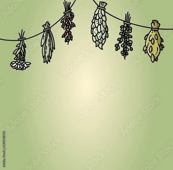 Fototapeta Dried herbs hanging on the thread flat vector style illustration
