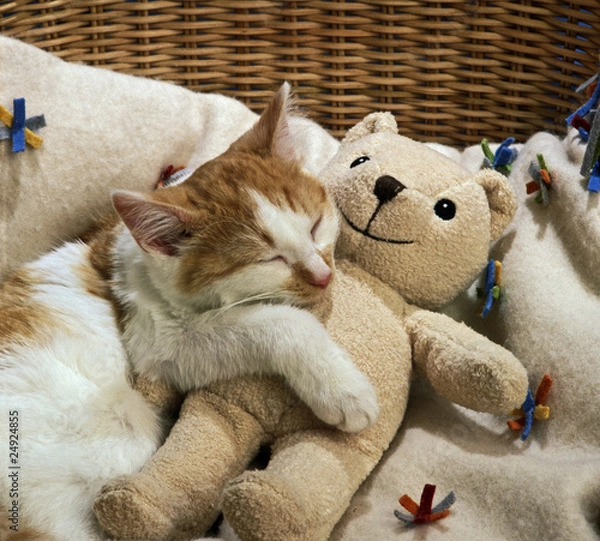 Obraz sleeping cat with a toy