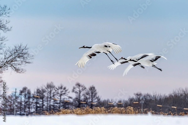 Obraz The Red-crowned Crane