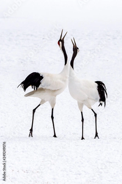Obraz The Red-crowned Crane