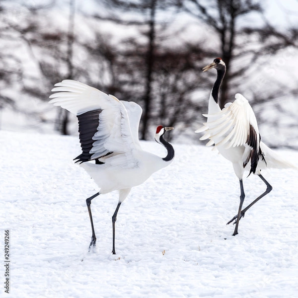 Obraz The Red-crowned Crane