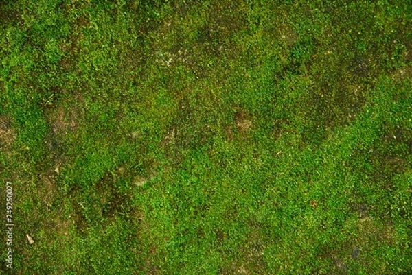 Obraz green moss wall