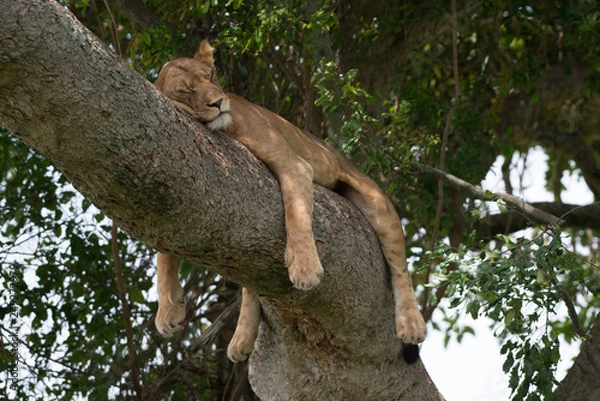 Obraz      Lioness dozing on a tree trunk during the midday heat. Place: "Queen Elizabeth National Park" 