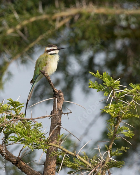 Fototapeta Male White-throated bee-eater perching on a twig. The twigs in the foreground and in the background are riddled with thorns.