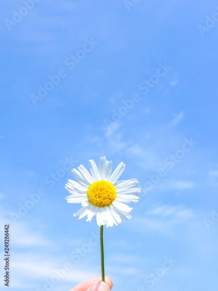 Fototapeta Close up of Chamomile. Chamomile flowers with seeds on green. Chamomile on blue sky background.Oxeye daisy, Leucanthemum vulgare, Daisies,Dox-eye,  Dog daisy. spring flowers in the meadow.