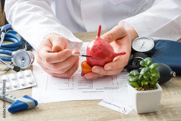 Fototapeta At doctors appointment physician shows to patient shape of urine bladder with focus on hand with organ. Scene explaining patient causes and localization of diseases of bladder and the urinary system