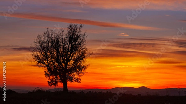 Fototapeta sunset in forest