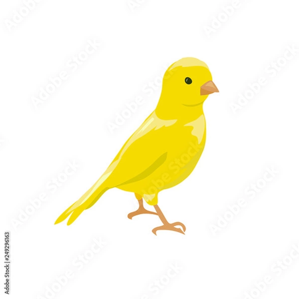 Obraz small yellow bird. canary