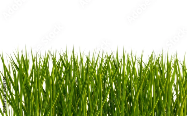 Obraz gras