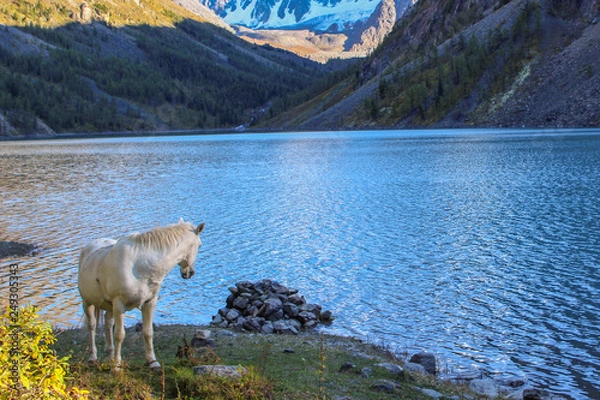 Obraz White horse on the background of a mountain lake and snow-white peaks