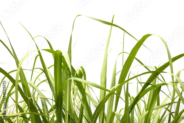 Obraz Sugarcane tree on a white background.