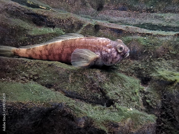 Obraz Emerald Rockcod lay on the stone