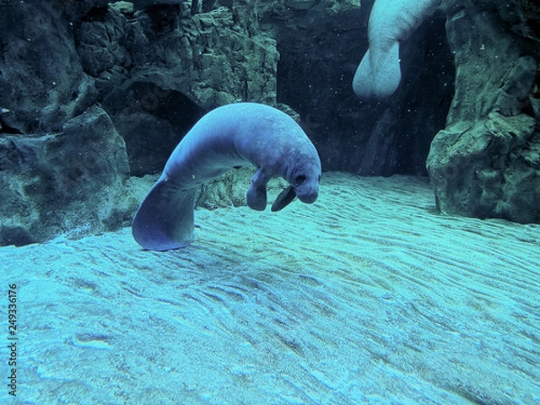 Obraz West Indian Manatee