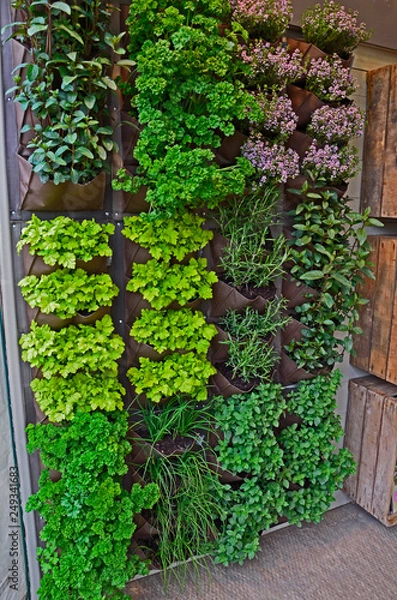 Obraz A vertical herb garden in a small urban garden space with range of herb vaieties