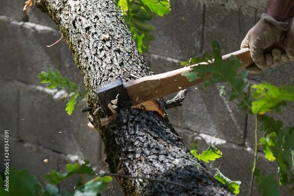 Obraz Man cuts a tree brunch