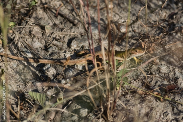 Obraz Green lizard on a silver ground hidden in grass