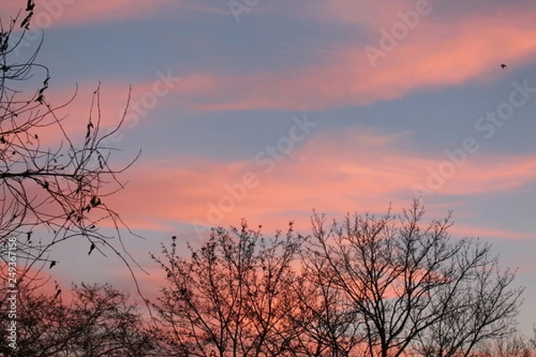 Obraz Rosa Wölkchen