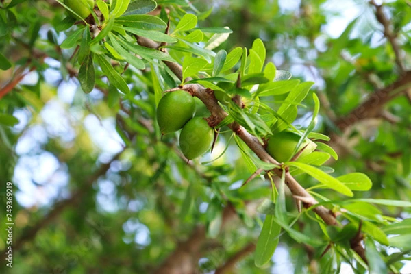 Obraz Argania spinosa plant