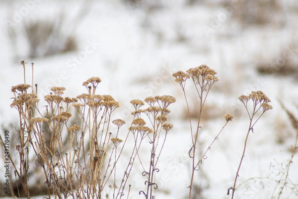 Fototapeta grass in the wind