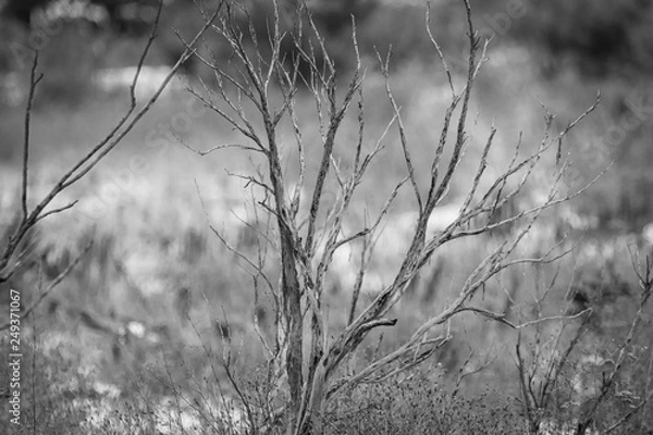 Fototapeta Gray Tree