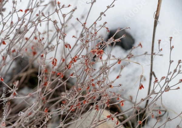 Fototapeta Winter Flower