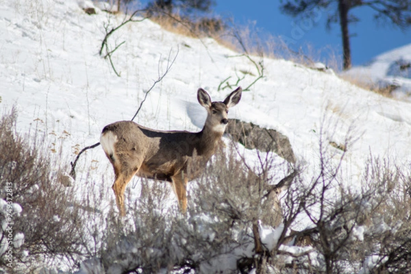 Obraz deer in winter