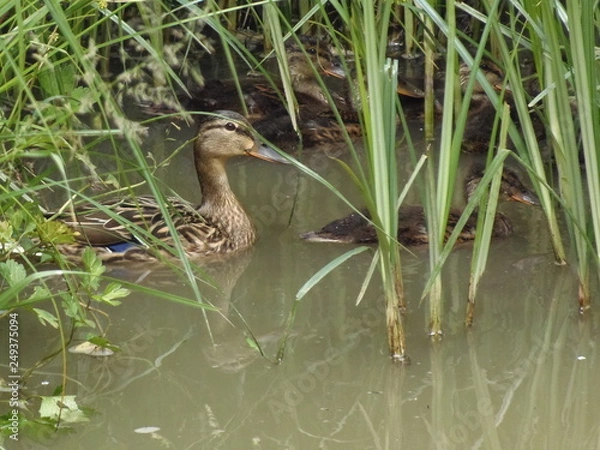 Obraz Femmina di Germano Reale