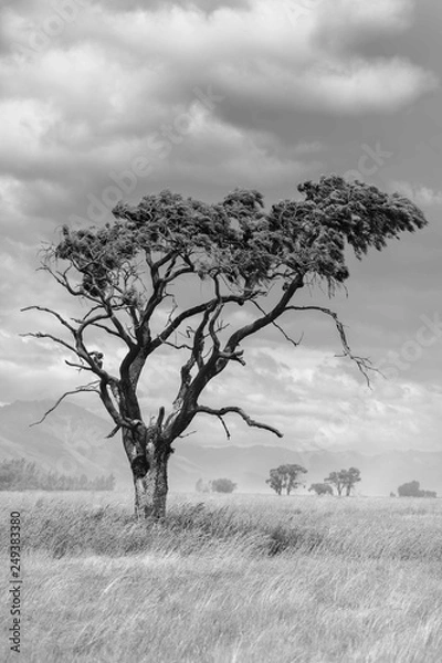 Obraz Monochrome Tree