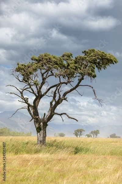 Obraz Dart River Tree