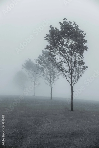 Obraz Trees Marching into Mist