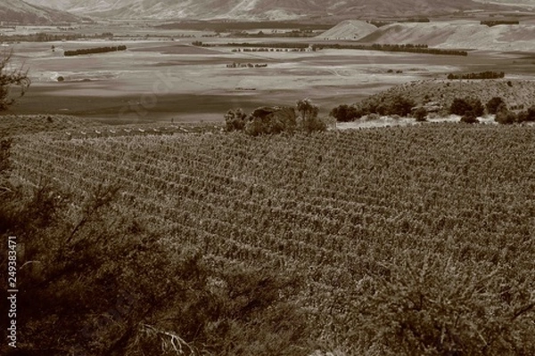 Obraz Sepia Vines