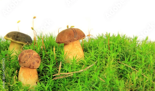 Fototapeta Ceps in forest moss isolated on white background