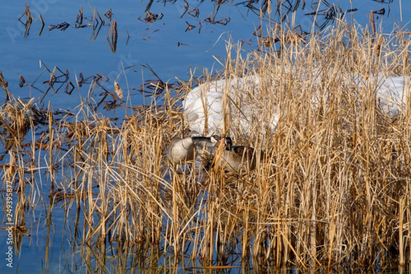 Obraz Greater Canada Geese