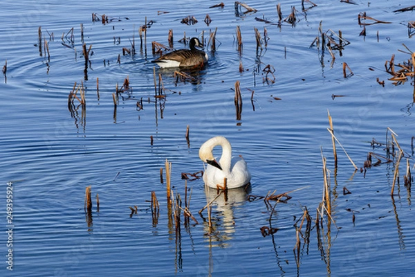 Obraz Trumpeter Swans