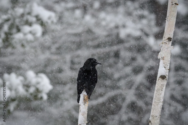 Fototapeta Snowy crow