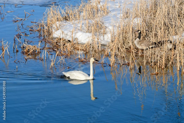 Obraz Trumpeter Swans